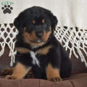 Axel, Rottweiler Mix Puppy